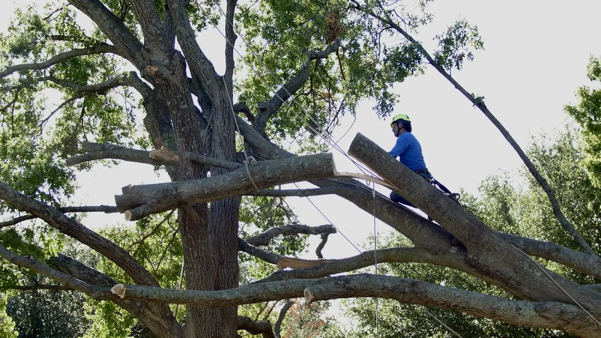 Professional Hazardous Tree Removal performed by certified arborists in Jeffrey