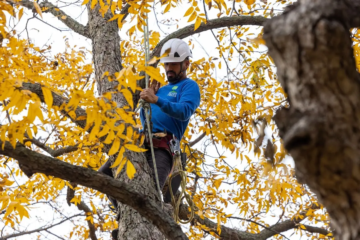 Skilled Emergency Tree Service crew working in Jeffrey